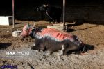 ) + گاومیشهایی که در آتش تالاب هورالعظیم سوختند (۱۴